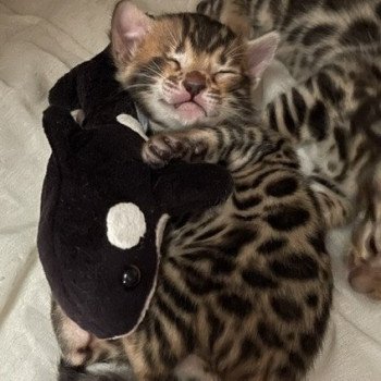 chaton Bengal brown spotted / rosettes TA ELEVAGE BENGAL CHATTERIE SUA SIAM chaton Bengal brown spotted / rosettes TA ELEVAGE BENGAL CHATTERIE SUA SIAM