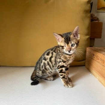 chaton Bengal brown spotted / rosettes TINA ELEVAGE BENGAL CHATTERIE SUA SIAM