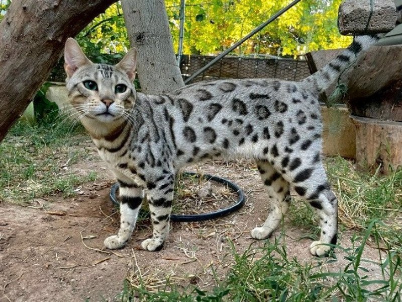 TAO Mâle Bengal TAO Mâle Bengal