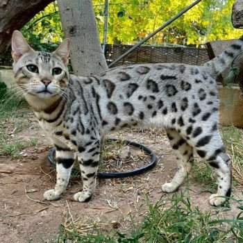 TAO Mâle Bengal