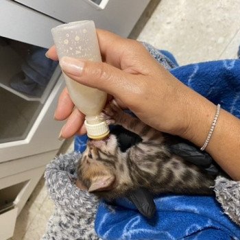 chaton Bengal brown spotted / rosettes TILAK ELEVAGE BENGAL CHATTERIE SUA SIAM chaton Bengal brown spotted / rosettes TILAK ELEVAGE BENGAL CHATTERIE SUA SIAM