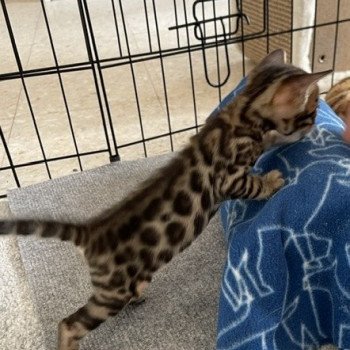 chaton Bengal brown spotted / rosettes TILAK ELEVAGE BENGAL CHATTERIE SUA SIAM