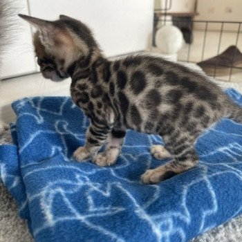 chaton Bengal brown spotted / rosettes TILAK ELEVAGE BENGAL CHATTERIE SUA SIAM