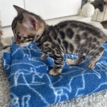 chaton Bengal brown spotted / rosettes TILAK ELEVAGE BENGAL CHATTERIE SUA SIAM