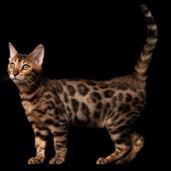 chaton Bengal brown spotted / rosettes TILAK FOR LIFE ELEVAGE BENGAL CHATTERIE SUA SIAM