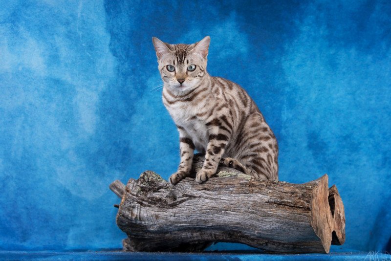 SUA SIAM TEMMY GOLD OF CAT Femelle Bengal