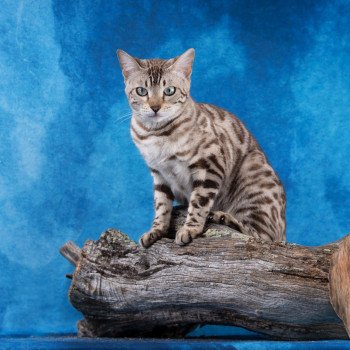 chat Bengal seal tabby spotted / rosettes mink TEMMY GOLD OF CAT ELEVAGE BENGAL CHATTERIE SUA SIAM chat Bengal seal tabby spotted / rosettes mink TEMMY GOLD OF CAT ELEVAGE BENGAL CHATTERIE SUA SIAM