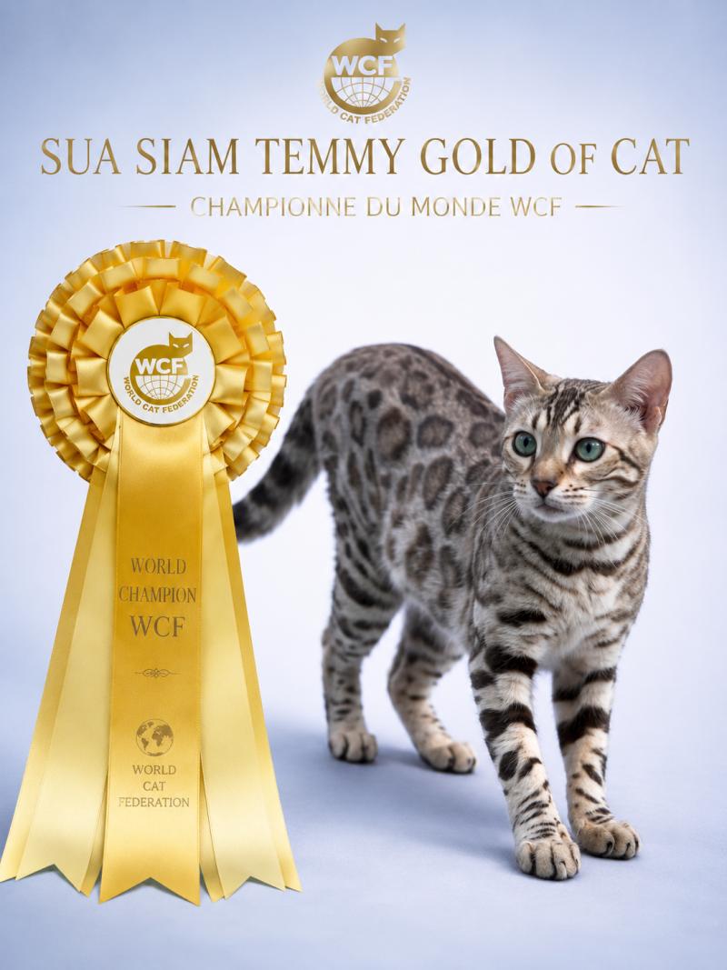 SUA SIAM TEMMY GOLD OF CAT Femelle Bengal