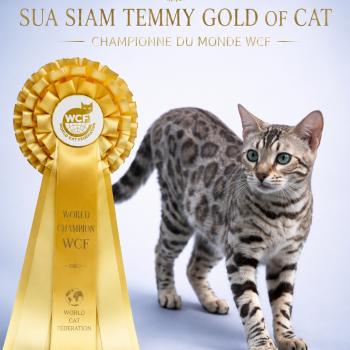 TEMMY GOLD OF CAT Femelle Bengal