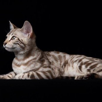chaton Bengal seal spotted / rosettes mink TEMMY GOLD OF CAT ELEVAGE BENGAL CHATTERIE SUA SIAM