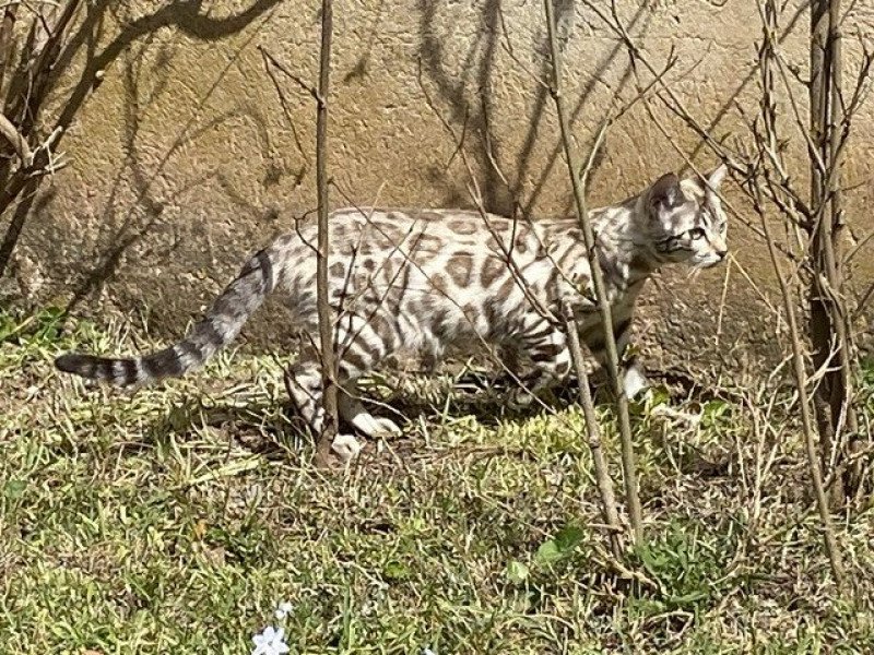 SUA SIAM TEMMY GOLD OF CAT Femelle Bengal SUA SIAM TEMMY GOLD OF CAT Femelle Bengal