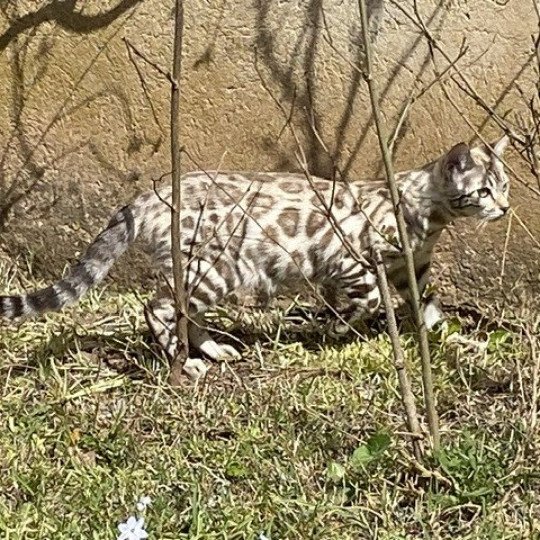 SUA SIAM TEMMY GOLD OF CAT Femelle Bengal