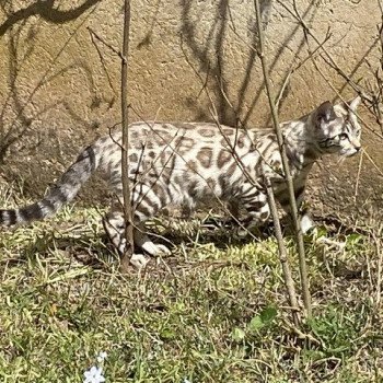 chat Bengal seal spotted / rosettes mink TEMMY GOLD OF CAT ELEVAGE BENGAL CHATTERIE SUA SIAM