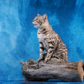 chat Bengal seal tabby spotted / rosettes mink TEMMY GOLD OF CAT ELEVAGE BENGAL CHATTERIE SUA SIAM