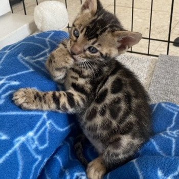 chaton Bengal brown spotted / rosettes TAKI ELEVAGE BENGAL CHATTERIE SUA SIAM
