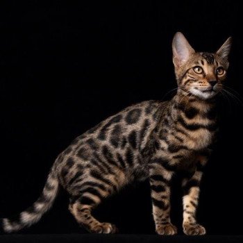 chaton Bengal brown spotted / rosettes THE STAR IS TAKI ELEVAGE BENGAL CHATTERIE SUA SIAM