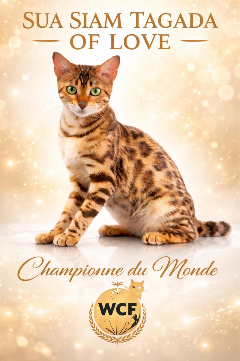 TAGADA OF LOVE Femelle Bengal