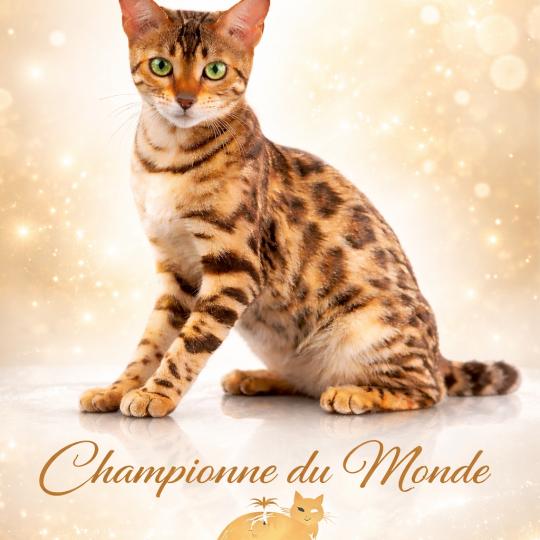 TAGADA OF LOVE Femelle Bengal