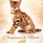 CHAMPION DU MONDE TAGADA