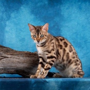 chat Bengal seal tabby spotted / rosettes sepia TAGADA OF LOVE ELEVAGE BENGAL CHATTERIE SUA SIAM