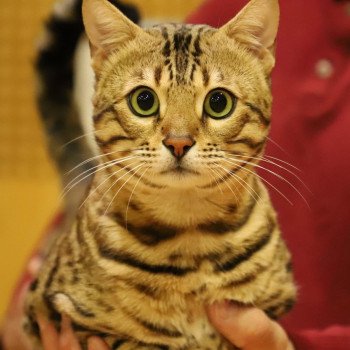 chat Bengal brown tabby spotted / rosettes UNDER THE SUN ELEVAGE BENGAL CHATTERIE SUA SIAM chat Bengal brown tabby spotted / rosettes UNDER THE SUN ELEVAGE BENGAL CHATTERIE SUA SIAM