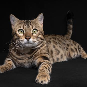 chat Bengal brown tabby spotted / rosettes UNDER THE SUN ELEVAGE BENGAL CHATTERIE SUA SIAM