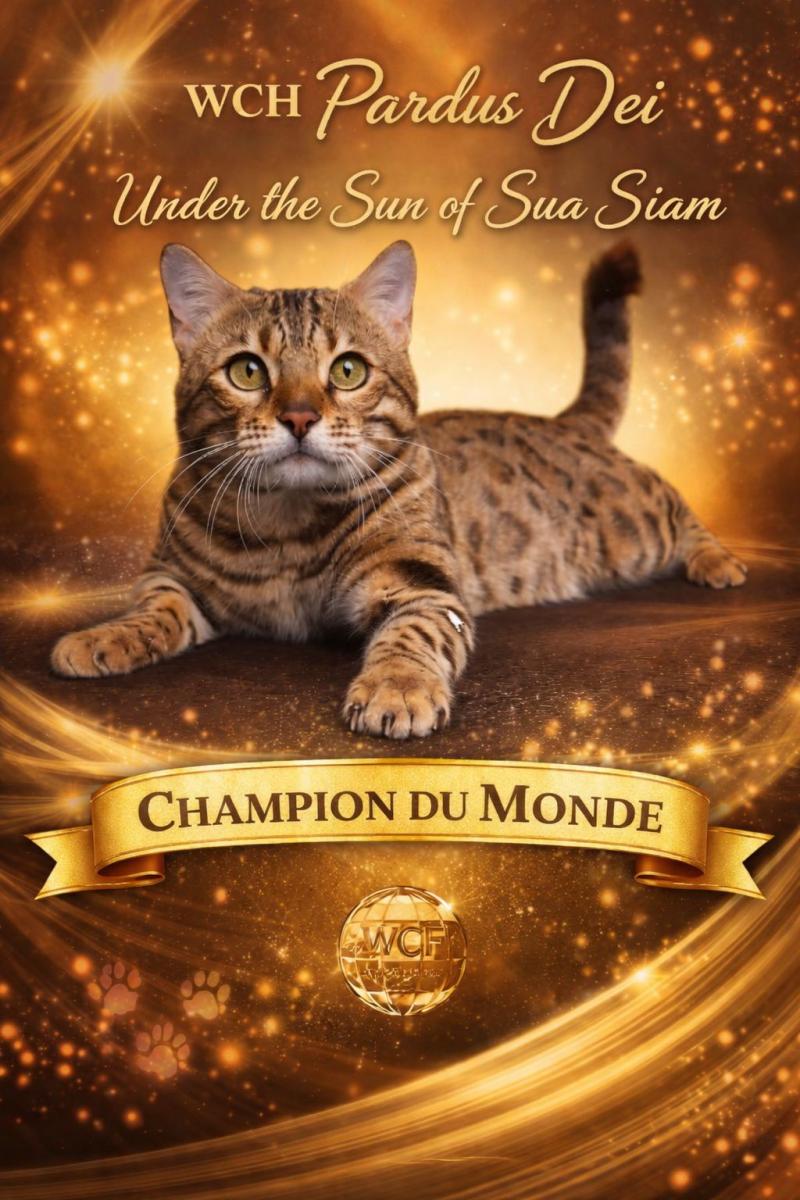 PARDUS DEI UNDER THE SUN Mâle Bengal