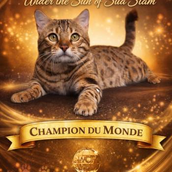 PARDUS DEI UNDER THE SUN Mâle Bengal