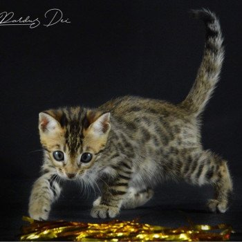 chaton Bengal brown spotted / rosettes UNDER THE SUN ELEVAGE BENGAL CHATTERIE SUA SIAM