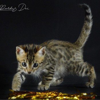 chaton Bengal brown spotted / rosettes UNDER THE SUN ELEVAGE BENGAL CHATTERIE SUA SIAM chaton Bengal brown spotted / rosettes UNDER THE SUN ELEVAGE BENGAL CHATTERIE SUA SIAM