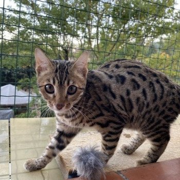 chaton Bengal brown spotted / rosettes UNDER THE SUN ELEVAGE BENGAL CHATTERIE SUA SIAM chaton Bengal brown spotted / rosettes UNDER THE SUN ELEVAGE BENGAL CHATTERIE SUA SIAM