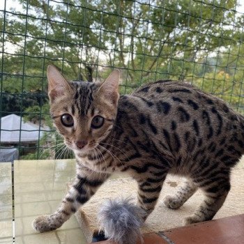 chaton Bengal brown spotted / rosettes UNDER THE SUN ELEVAGE BENGAL CHATTERIE SUA SIAM