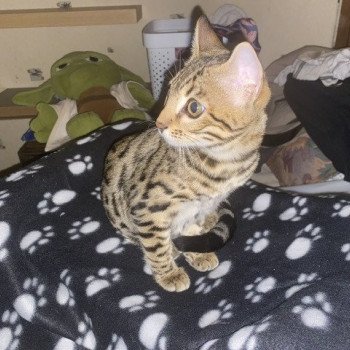 chaton Bengal brown spotted / rosettes UNDER THE SUN ELEVAGE BENGAL CHATTERIE SUA SIAM chaton Bengal brown spotted / rosettes UNDER THE SUN ELEVAGE BENGAL CHATTERIE SUA SIAM