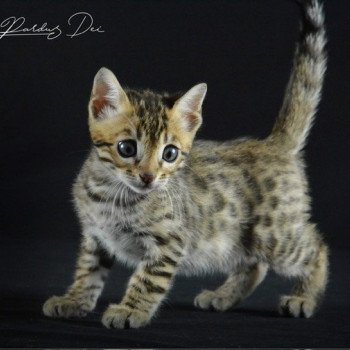 chaton Bengal brown spotted / rosettes UNDER THE SUN ELEVAGE BENGAL CHATTERIE SUA SIAM