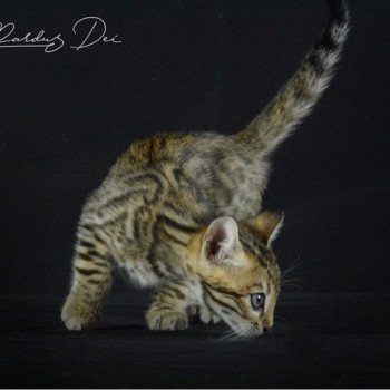 chaton Bengal brown spotted / rosettes UNDER THE SUN ELEVAGE BENGAL CHATTERIE SUA SIAM