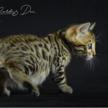 chaton Bengal brown spotted / rosettes UNDER THE SUN ELEVAGE BENGAL CHATTERIE SUA SIAM