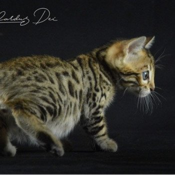 chaton Bengal brown spotted / rosettes UNDER THE SUN ELEVAGE BENGAL CHATTERIE SUA SIAM chaton Bengal brown spotted / rosettes UNDER THE SUN ELEVAGE BENGAL CHATTERIE SUA SIAM
