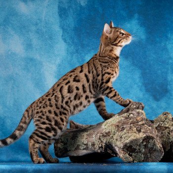 chaton Bengal brown tabby spotted / rosettes UNDER THE SUN ELEVAGE BENGAL CHATTERIE SUA SIAM