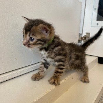 chaton vert Bengal brown spotted / rosettes VERTE ELEVAGE BENGAL CHATTERIE SUA SIAM