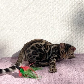 chaton Bengal brown spotted / rosettes ULYSSE THE KING (VIOLET) ELEVAGE BENGAL CHATTERIE SUA SIAM