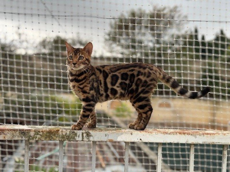 SUA SIAM ULYSSE THE KING (VIOLET) Mâle Bengal SUA SIAM ULYSSE THE KING (VIOLET) Mâle Bengal