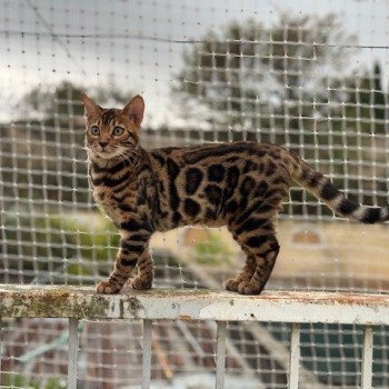 chaton Bengal brown tabby spotted / rosettes ULYSSE THE KING (VIOLET) ELEVAGE BENGAL CHATTERIE SUA SIAM