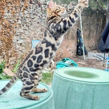 chaton Bengal brown tabby spotted / rosettes ULYSSE THE KING ELEVAGE BENGAL CHATTERIE SUA SIAM