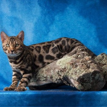 chat Bengal brown tabby spotted / rosettes ULYSSE THE KING ELEVAGE BENGAL CHATTERIE SUA SIAM