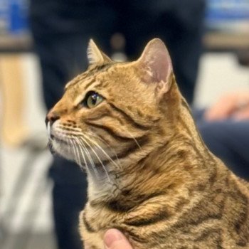chat Bengal brown tabby spotted / rosettes WHYNOT FAST FURIOUS ELEVAGE BENGAL CHATTERIE SUA SIAM chat Bengal brown tabby spotted / rosettes WHYNOT FAST FURIOUS ELEVAGE BENGAL CHATTERIE SUA SIAM