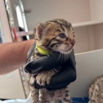 chaton Bengal brown spotted / rosettes VERT YOSHIMA ELEVAGE BENGAL CHATTERIE SUA SIAM chaton Bengal brown spotted / rosettes VERT YOSHIMA ELEVAGE BENGAL CHATTERIE SUA SIAM