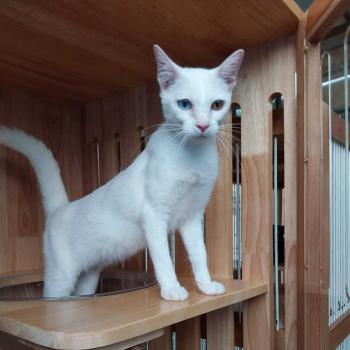 chat Khao Manee white JAIPET ELEVAGE BENGAL CHATTERIE SUA SIAM