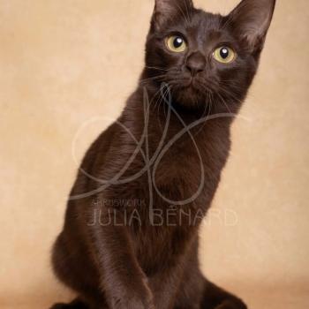 chat Thai chocolate YABEL PRILIN ELEVAGE BENGAL CHATTERIE SUA SIAM