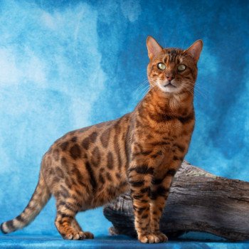 Chaton Bengal SNOW QUEEN ❤ RAF ELEVAGE BENGAL CHATTERIE SUA SIAM