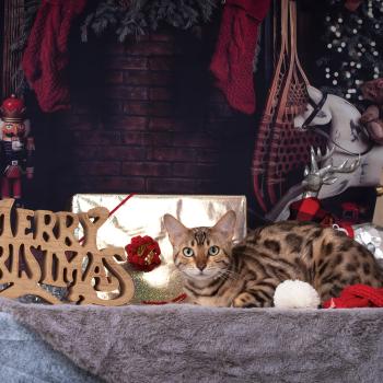 TAGADA IMGP1611 copie